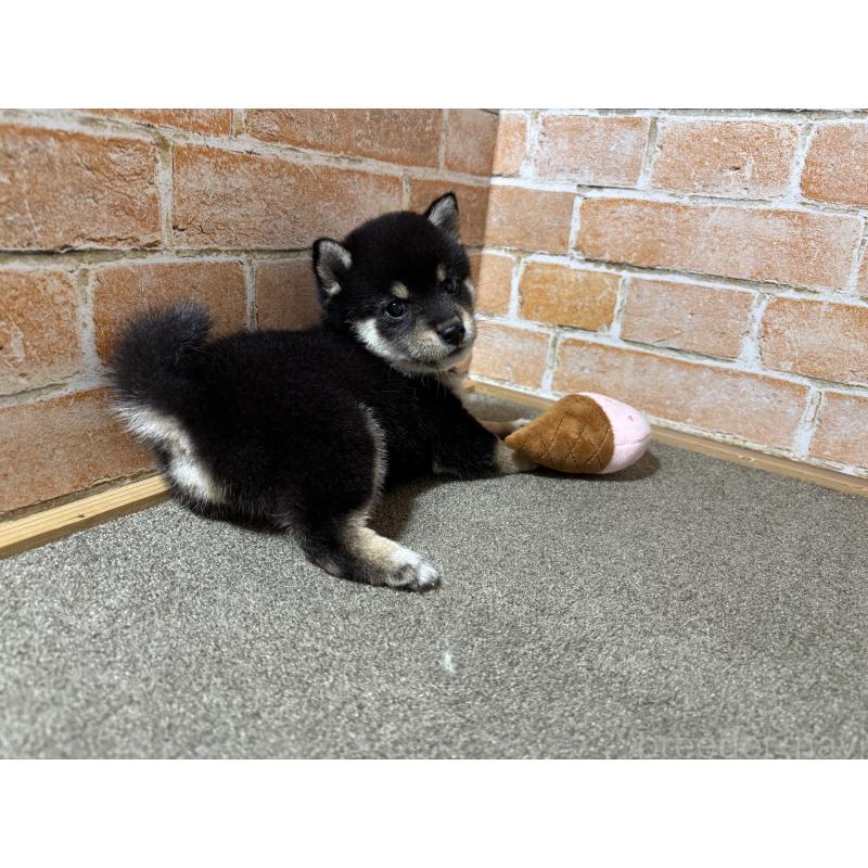 成約済の奈良県の豆柴-413232の7枚目