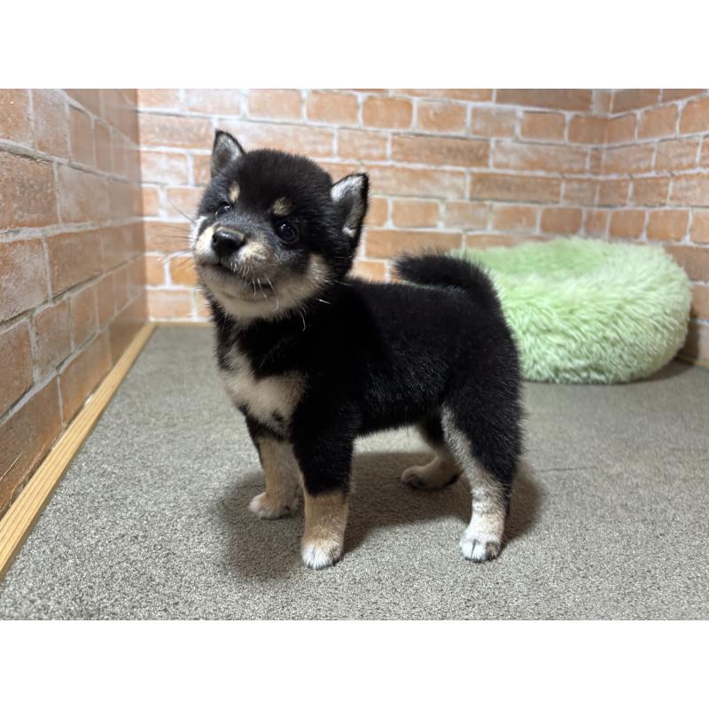 成約済の奈良県の豆柴-413232の6枚目