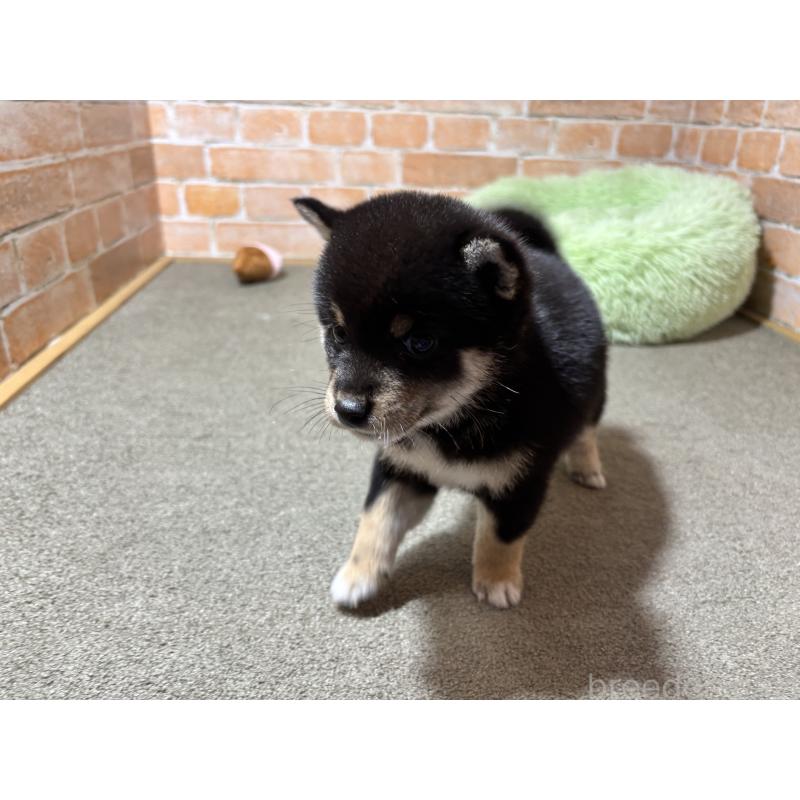 成約済の奈良県の豆柴-413232の5枚目