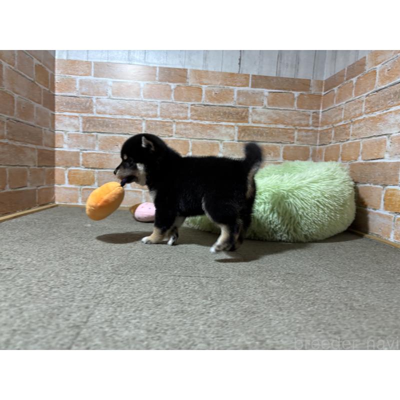 成約済の奈良県の豆柴-413232の4枚目