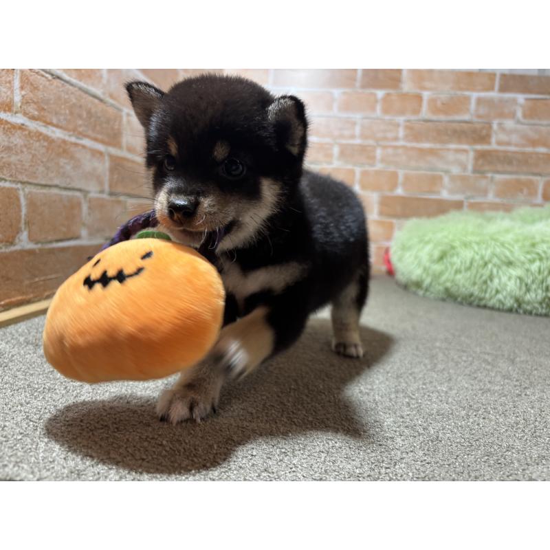 成約済の奈良県の豆柴-413232の3枚目