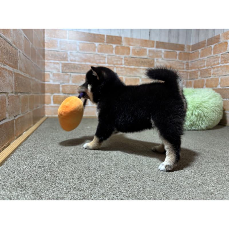 成約済の奈良県の豆柴-413232の2枚目