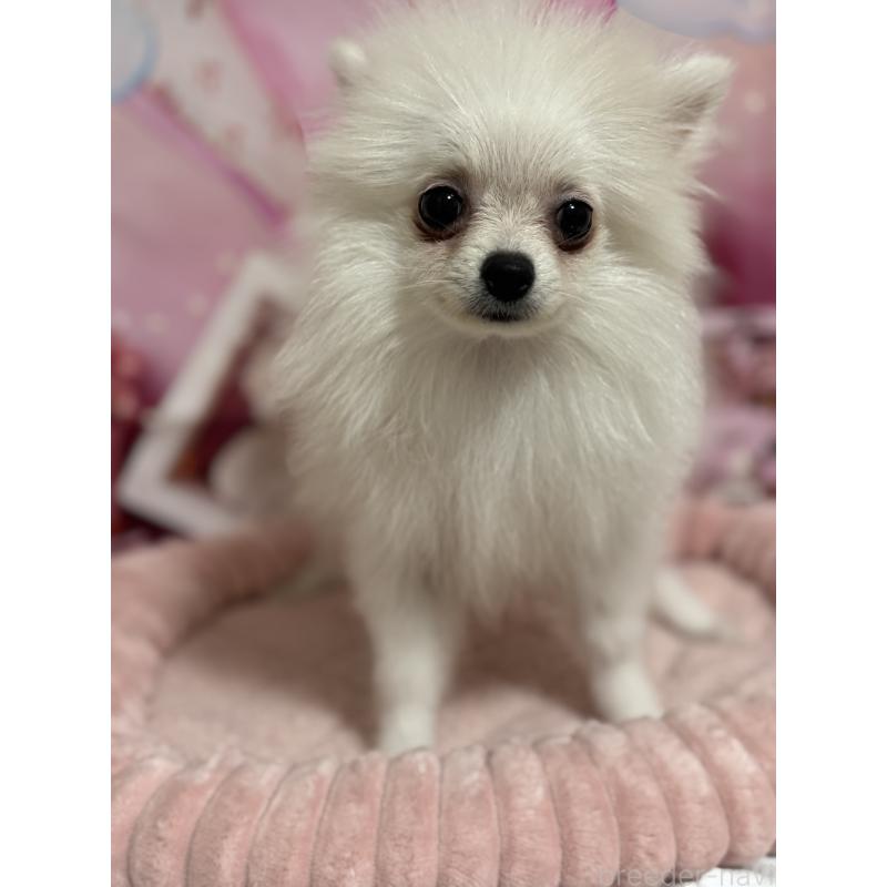 成約済の埼玉県のポメラニアン-394390の6枚目