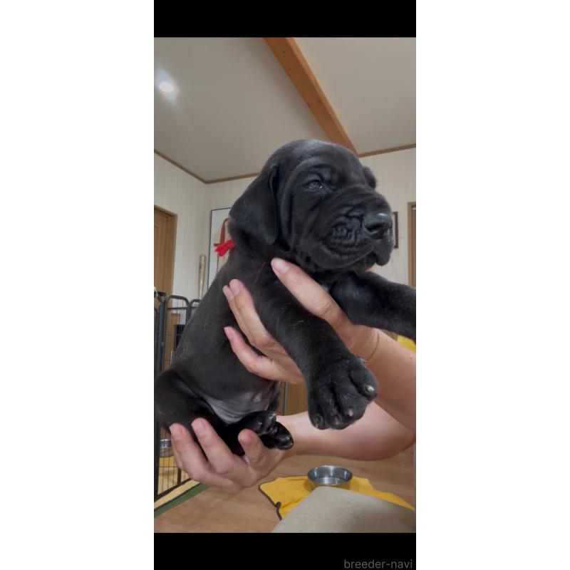 販売中の佐賀県のグレートデン-416722の2枚目