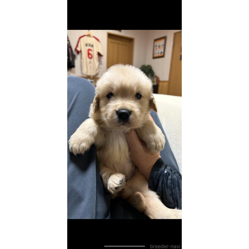 販売中の佐賀県のゴールデンレトリーバー-416723の5枚目
