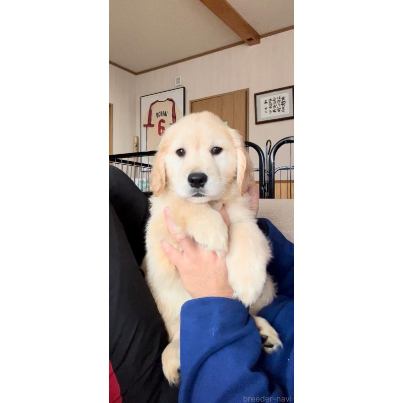 販売中の佐賀県のゴールデンレトリーバー-416723の2枚目