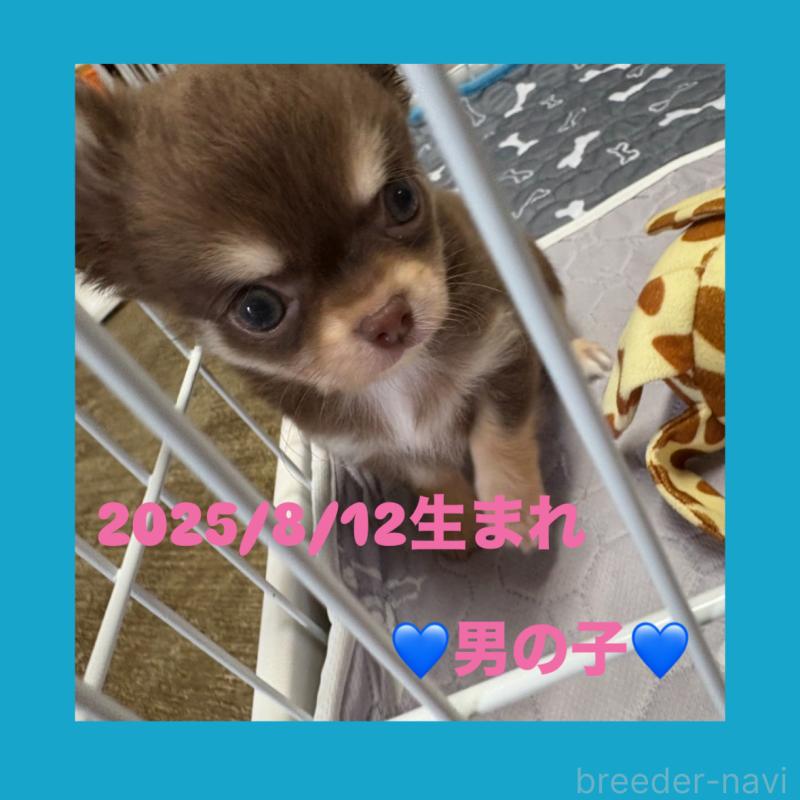 成約済ののチワワ(ロングコート)-416051