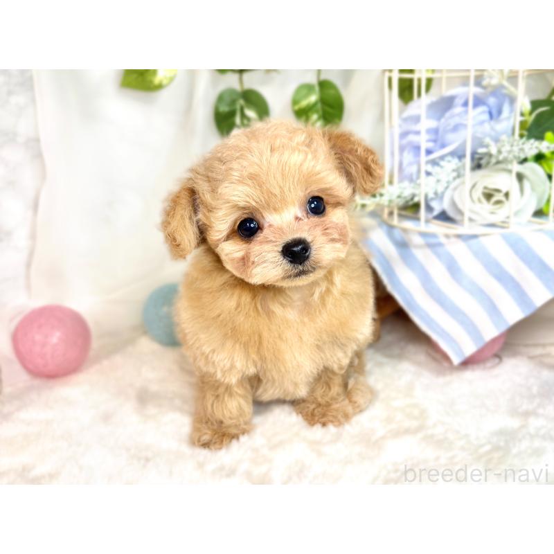 成約済の滋賀県のチワプー:チワワ×トイプードル-414503の4枚目