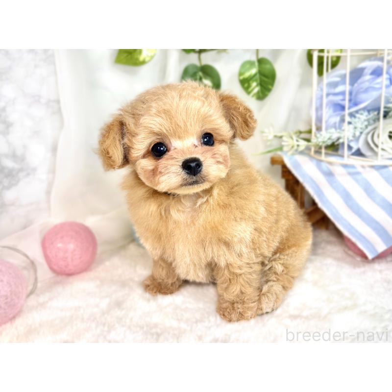 成約済の滋賀県のチワプー:チワワ×トイプードル-414503の3枚目