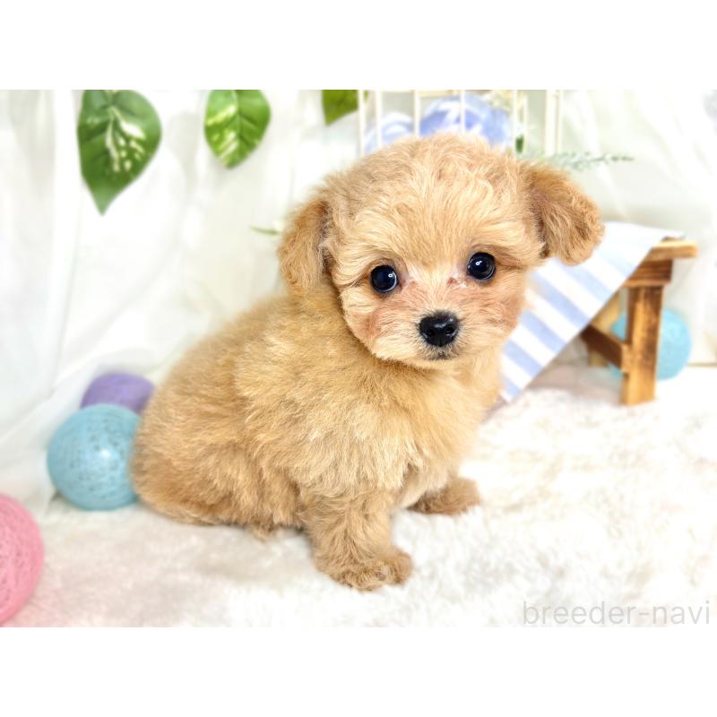 成約済の滋賀県のチワプー:チワワ×トイプードル-414503の2枚目