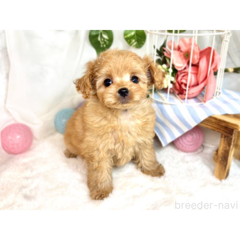 成約済の滋賀県のチワプー:チワワ×トイプードル-414543の4枚目