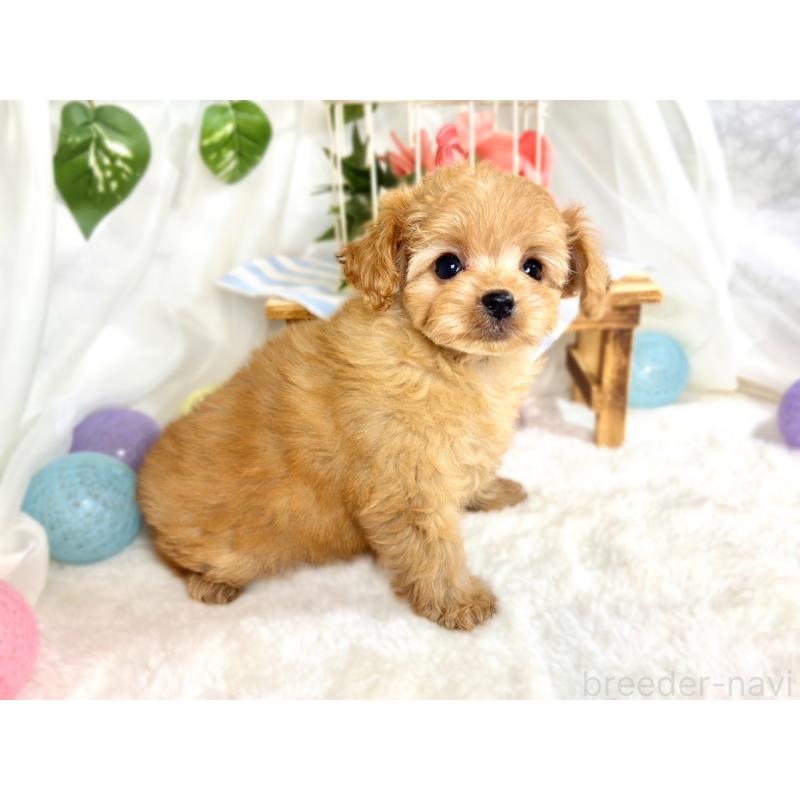 成約済の滋賀県のチワプー:チワワ×トイプードル-414543の3枚目