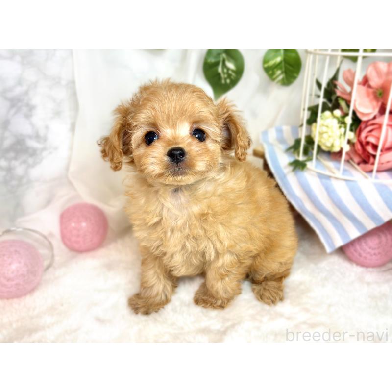 成約済の滋賀県のチワプー:チワワ×トイプードル-414543の2枚目