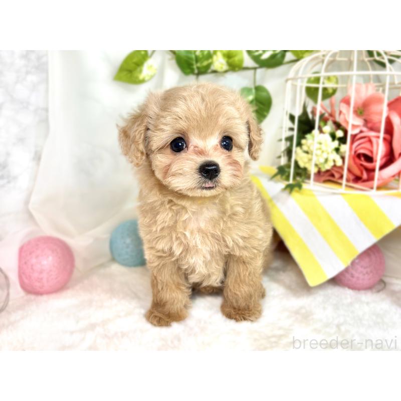 成約済の滋賀県のチワプー:チワワ×トイプードル-414548の4枚目