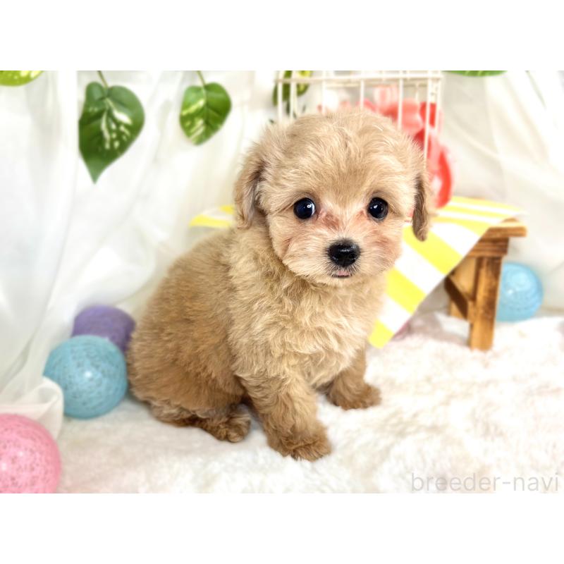 成約済の滋賀県のチワプー:チワワ×トイプードル-414548の3枚目