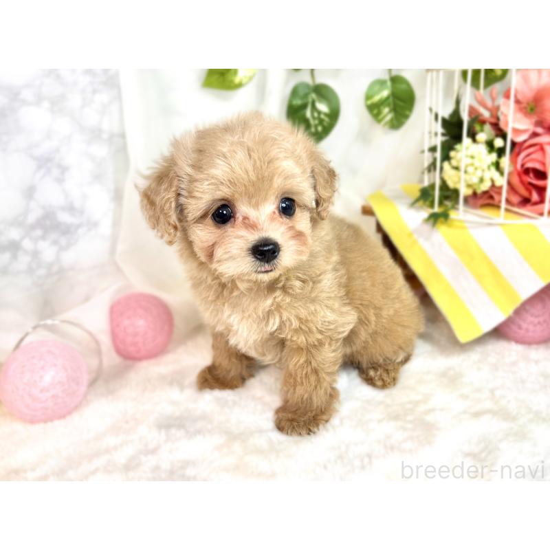 成約済の滋賀県のチワプー:チワワ×トイプードル-414548の2枚目