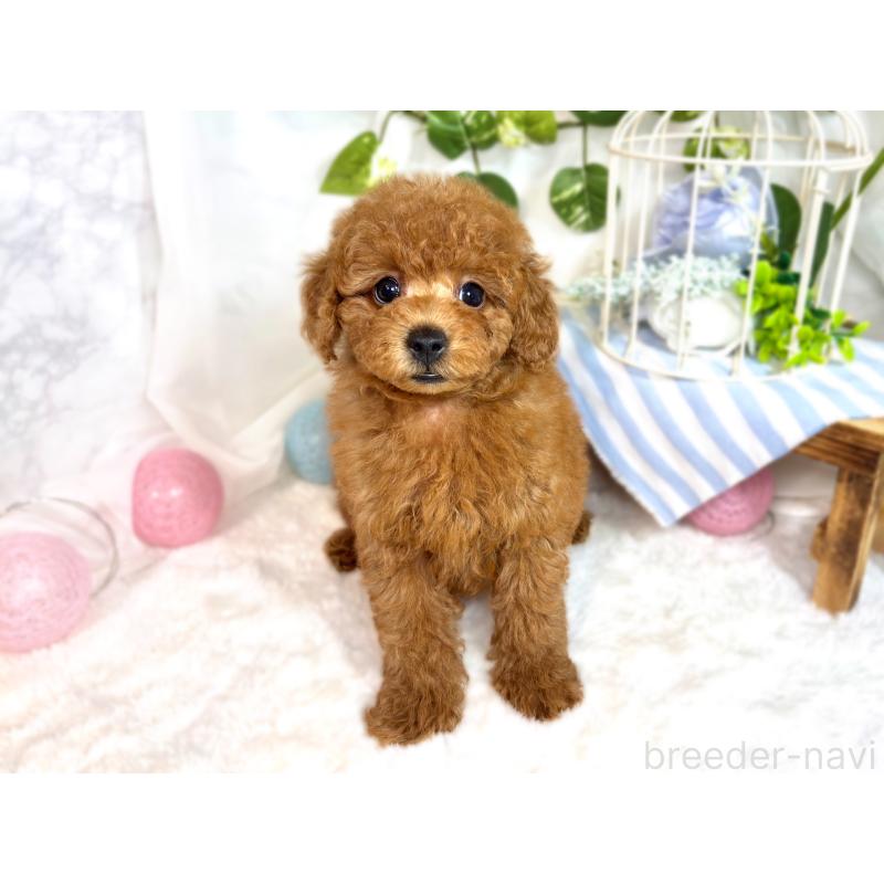 成約済の滋賀県のトイプードル-414538の4枚目