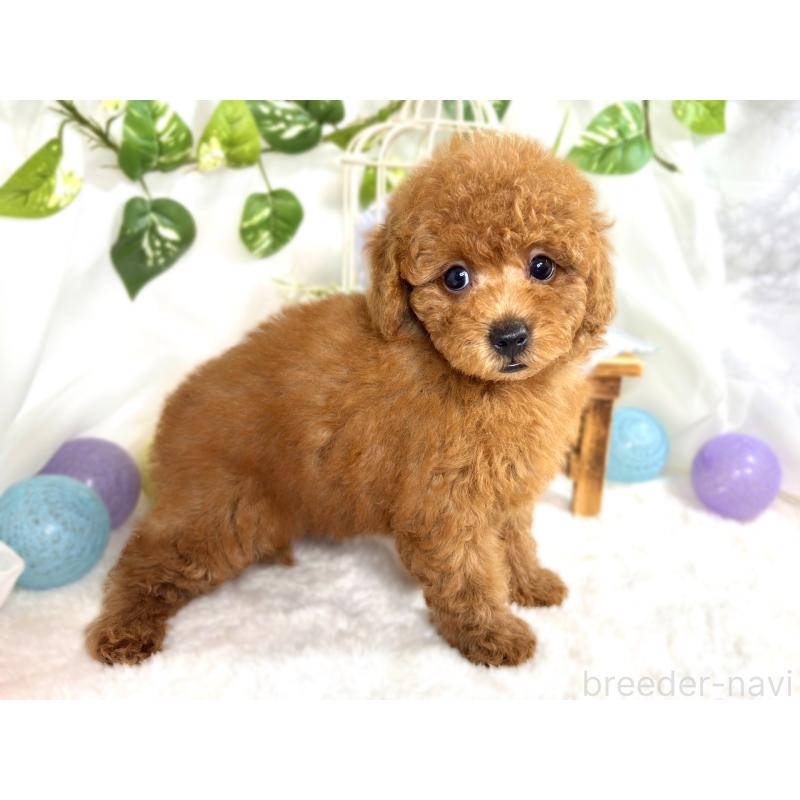 成約済の滋賀県のトイプードル-414538の3枚目