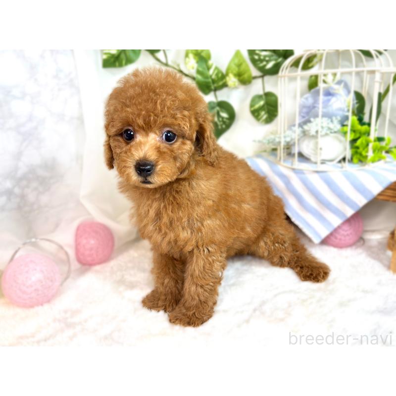 成約済の滋賀県のトイプードル-414538の2枚目