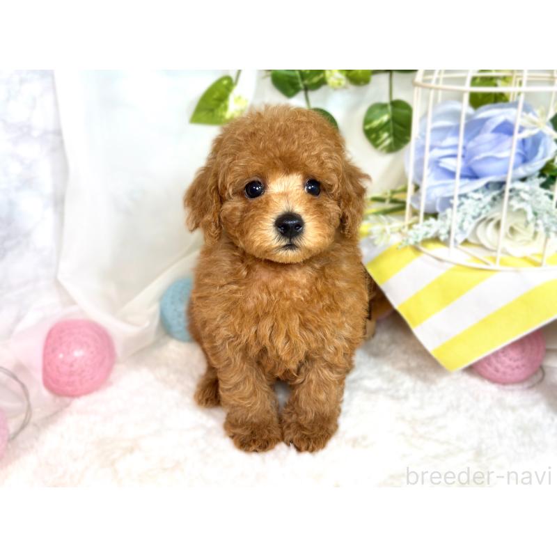 成約済の滋賀県のトイプードル-414539の4枚目