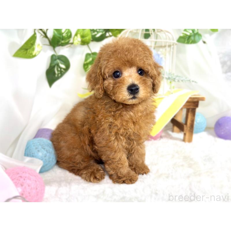 成約済の滋賀県のトイプードル-414539の3枚目