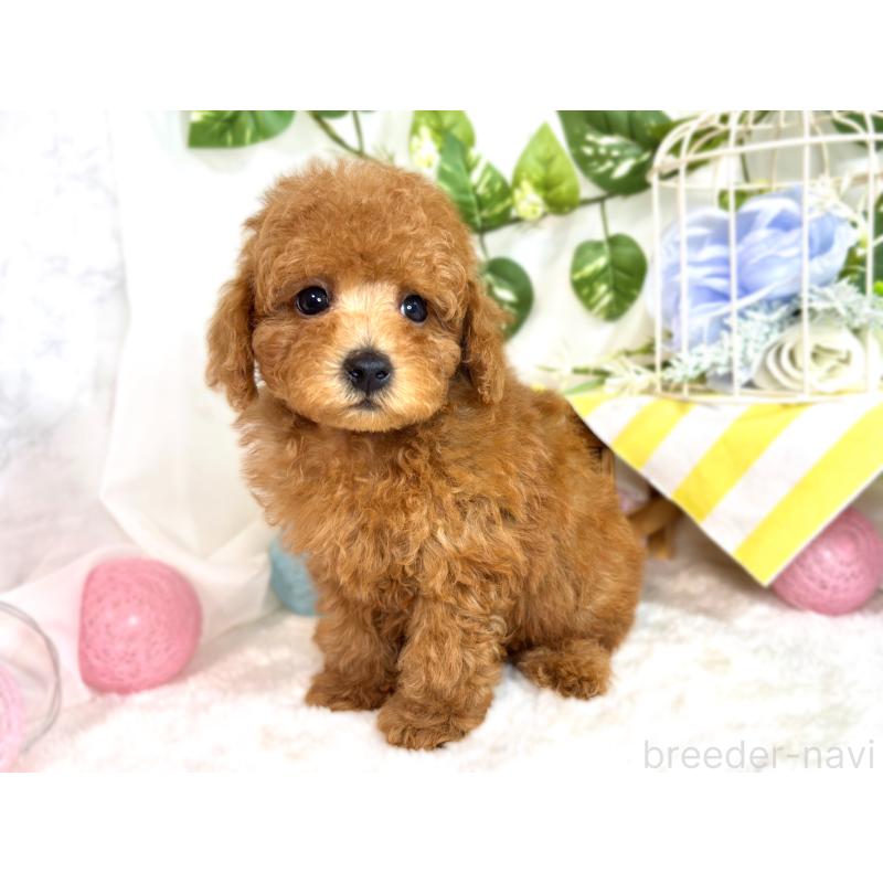 成約済の滋賀県のトイプードル-414539の2枚目