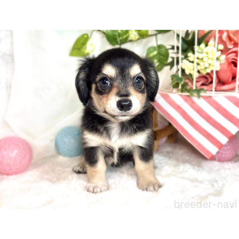 成約済の滋賀県のチワックス:チワワ×ミニチュアダックスフンド-416258の4枚目