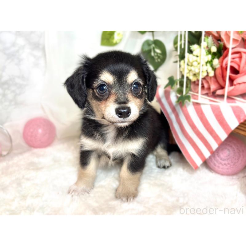 成約済の滋賀県のチワックス:チワワ×ミニチュアダックスフンド-416258の3枚目