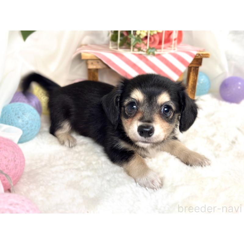 成約済の滋賀県のチワックス:チワワ×ミニチュアダックスフンド-416258の2枚目