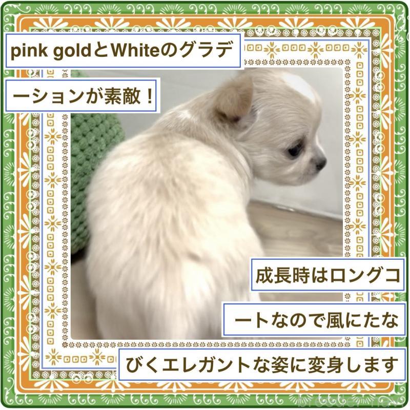 販売中の大阪府のチワワ(ロングコート)-416731の6枚目