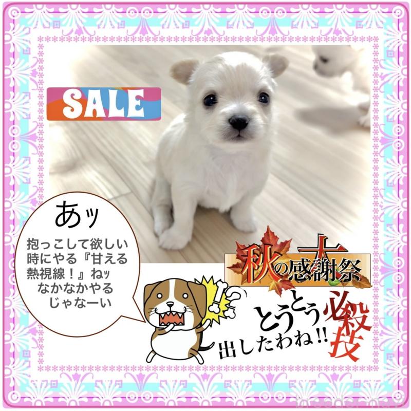 販売中の大阪府のチワワ(ロングコート)-416731の2枚目