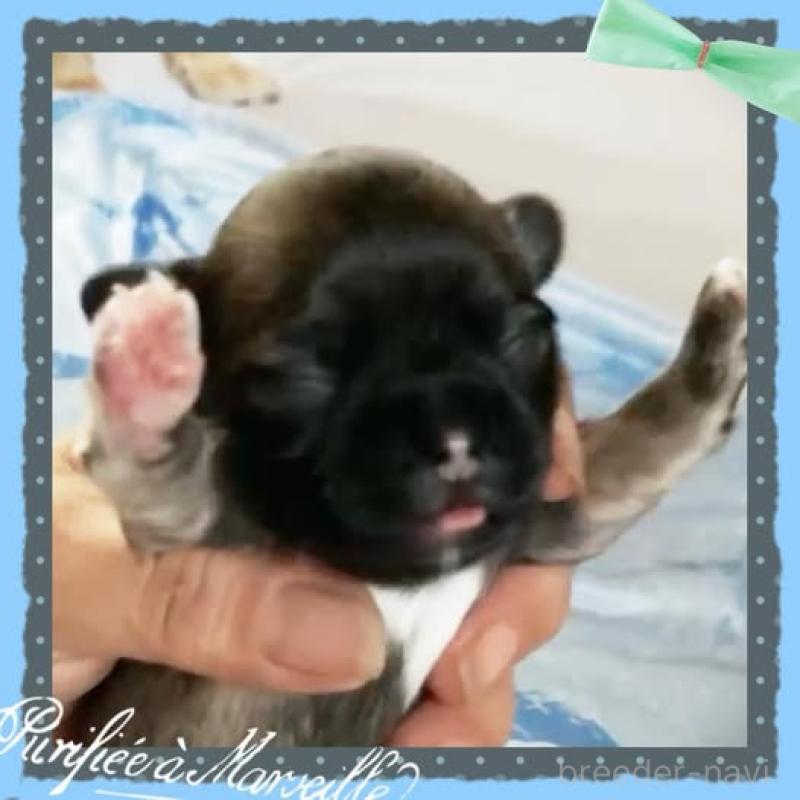 販売中の静岡県のチワプー:チワワ×トイプードル-414280の5枚目