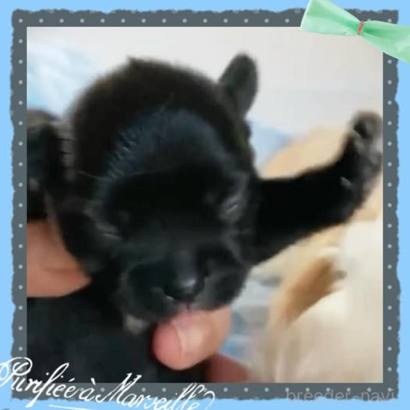 販売中の静岡県のチワプー:チワワ×トイプードル-414280の4枚目