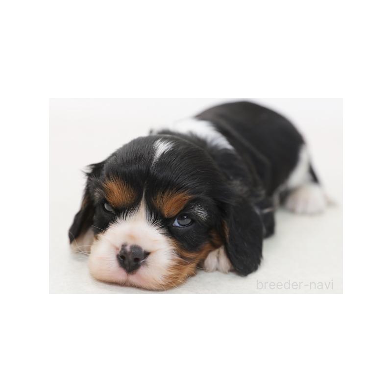 販売中の神奈川県のキャバリアキングチャールズスパニエル-415873の3枚目