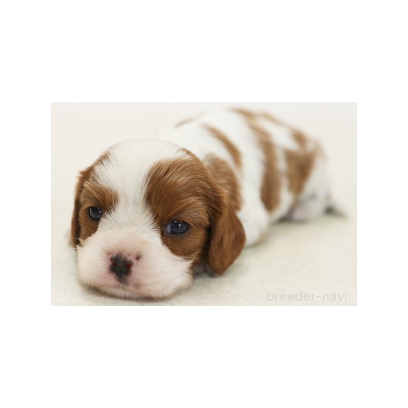 販売中の神奈川県のキャバリアキングチャールズスパニエル-416331の3枚目