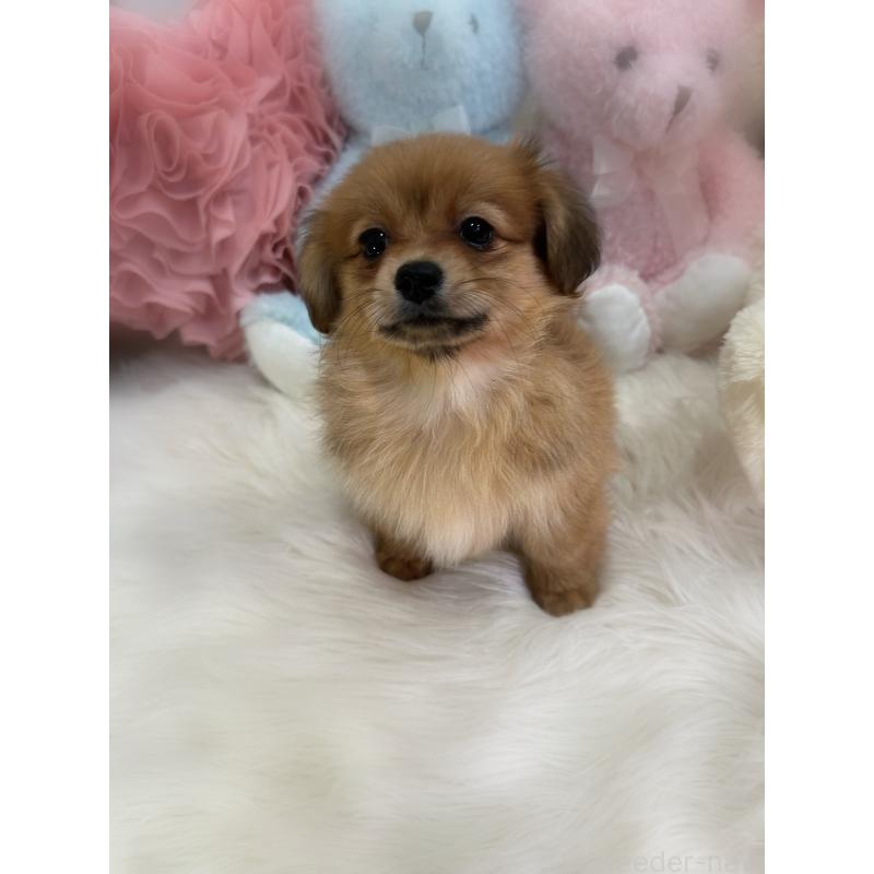 販売中の香川県のミックス犬-411944の3枚目