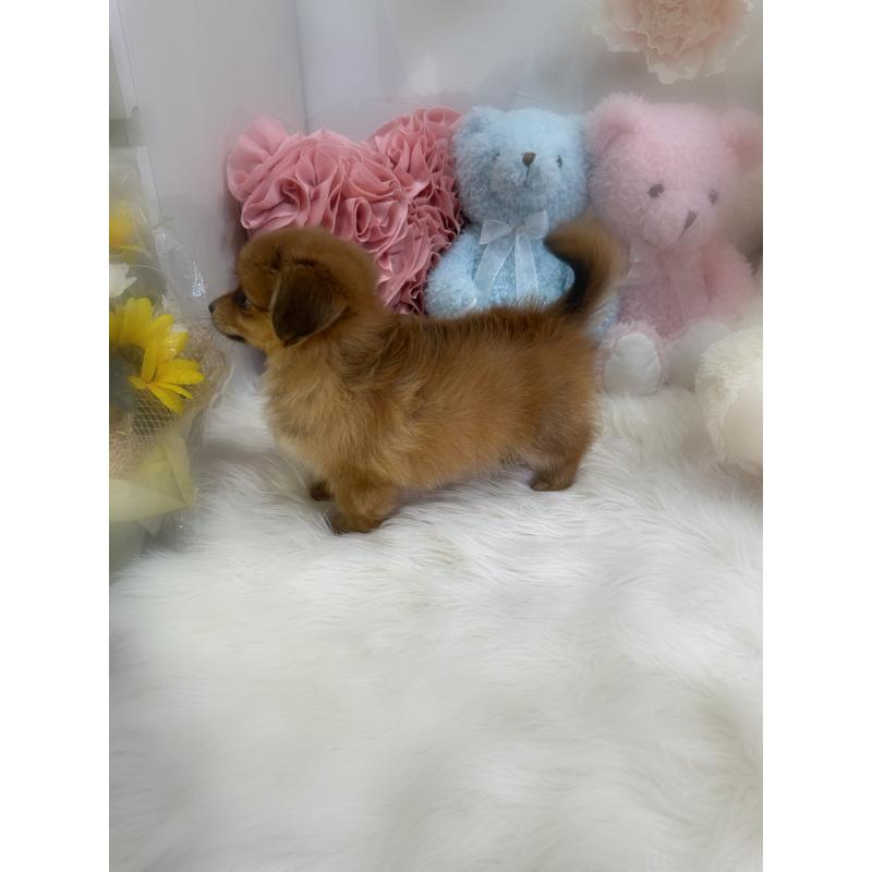 販売中の香川県のミックス犬-411944の2枚目