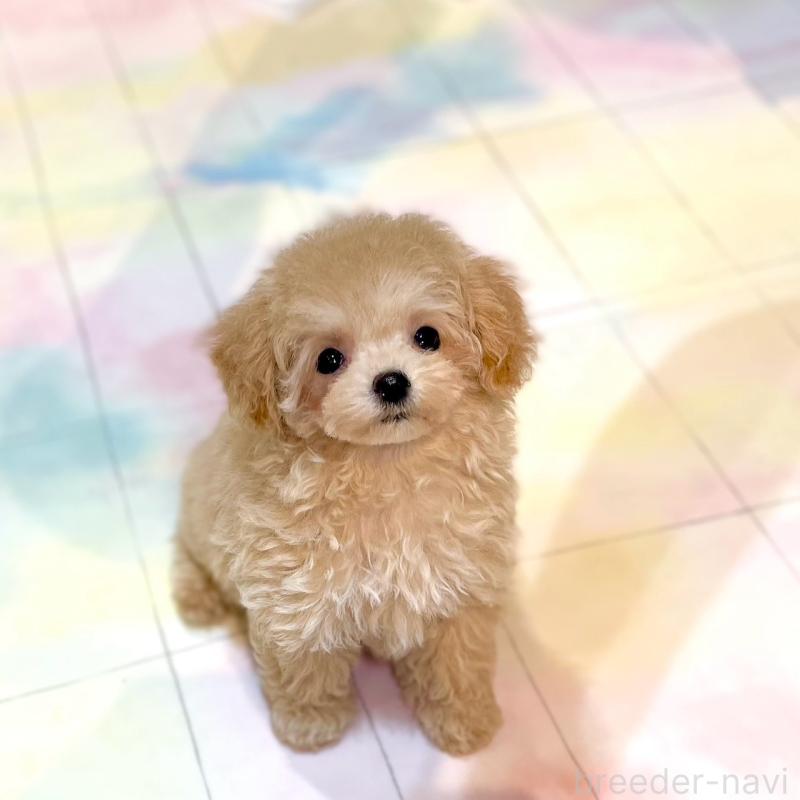 販売中の石川県のミックス犬-417085の3枚目