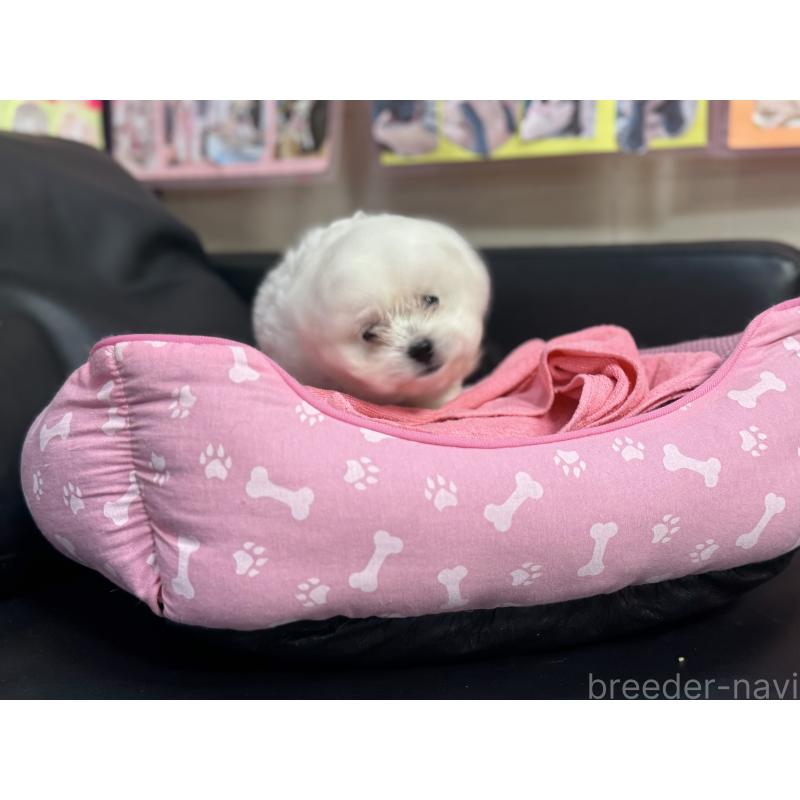 販売中の岐阜県のミックス犬-408333の3枚目