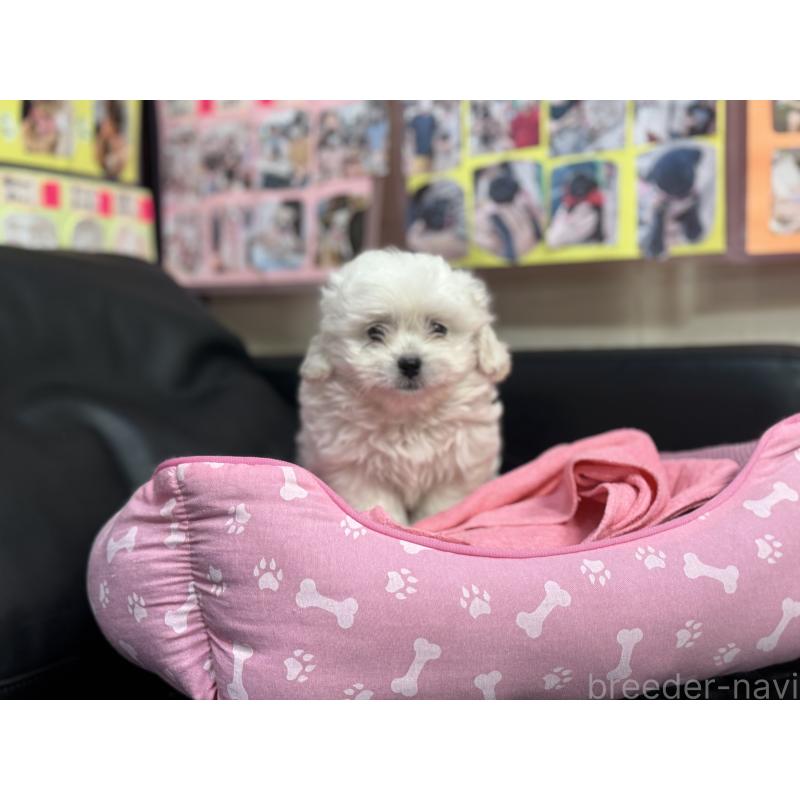 販売中の岐阜県のミックス犬-408333の2枚目