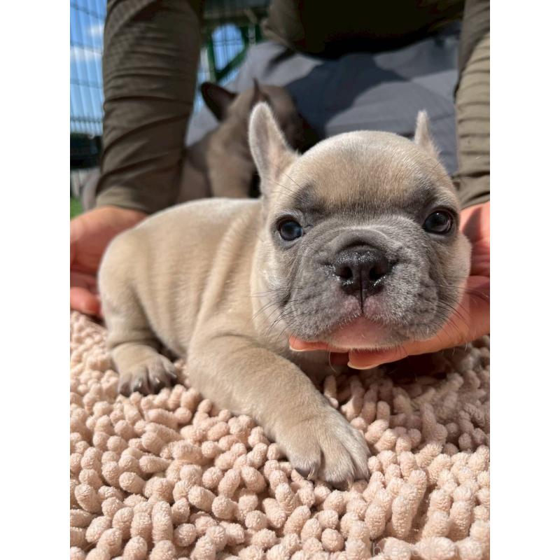 成約済の愛媛県のフレンチブルドッグ-415659の5枚目