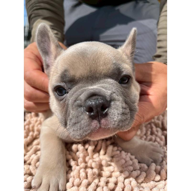 成約済の愛媛県のフレンチブルドッグ-415659の4枚目