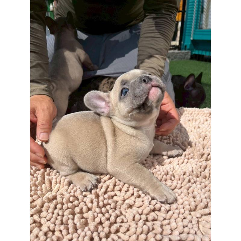 成約済の愛媛県のフレンチブルドッグ-415659の3枚目