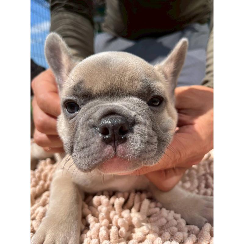 成約済の愛媛県のフレンチブルドッグ-415659の2枚目