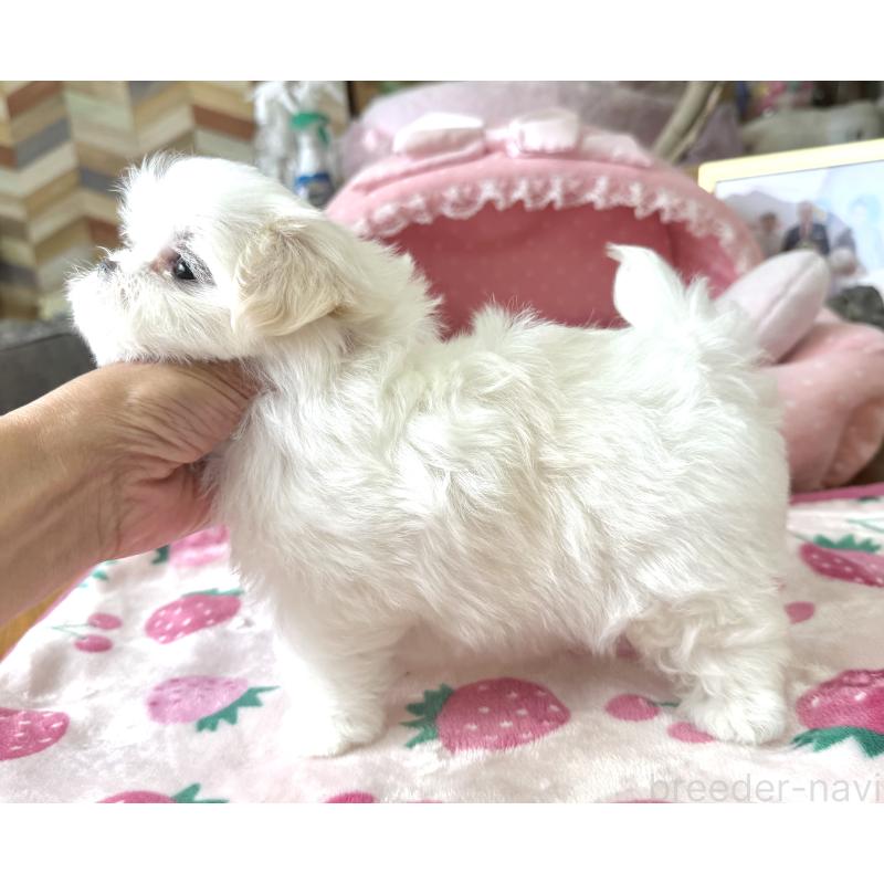 販売中の大阪府のマルチーズ-417090の9枚目