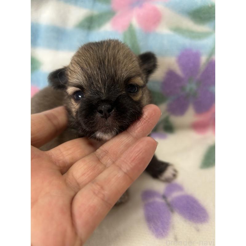 販売中の愛知県のポメチワ:ポメラニアン×チワワ-417096の1枚目