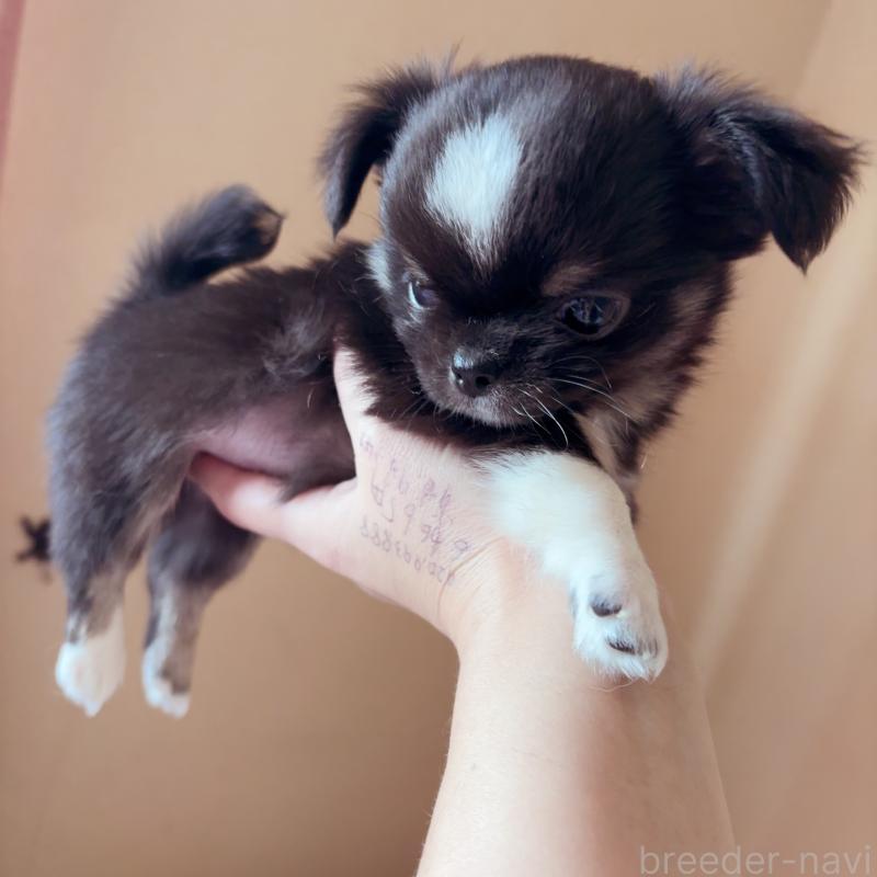 成約済の香川県のチワワ(ロングコート)-414917の5枚目