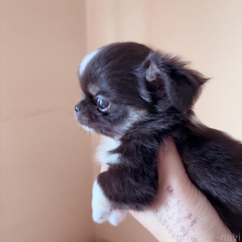 成約済の香川県のチワワ(ロングコート)-414917の3枚目