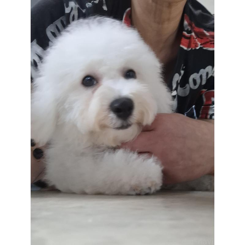 商談中の群馬県のビションフリーゼ-401062の4枚目