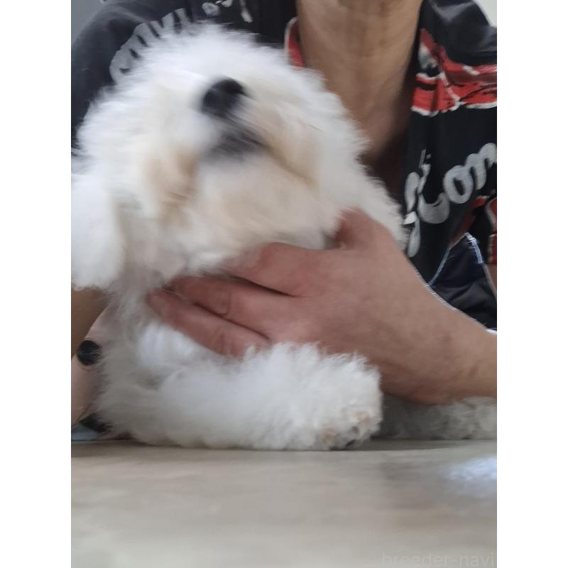 商談中の群馬県のビションフリーゼ-401062の3枚目